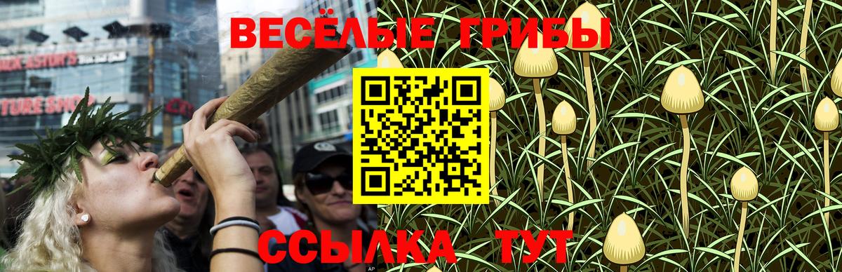 Галлюциногенные грибы Psilocybe Качканар
